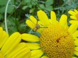 Image result for Färberkamille