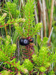 Attēlu rezultāti vaicājumam “Empetrum nigrum flower”