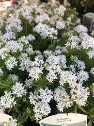 Image result for Galium odoratum