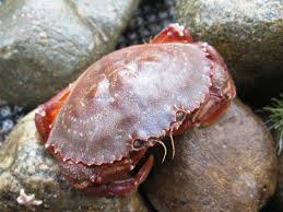 Image result for Cancer irroratus