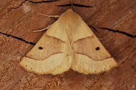 Attēlu rezultāti vaicājumam “Crocallis elinguaria larva”