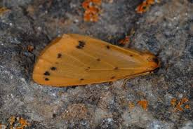 Attēlu rezultāti vaicājumam “Setina irrorella”