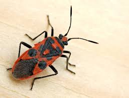 Attēlu rezultāti vaicājumam “Corizus hyoscyami”