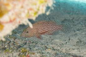 Image result for Cephalopholis cruentata