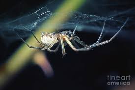 Attēlu rezultāti vaicājumam “Linyphiidae”