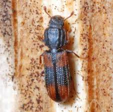 Attēlu rezultāti vaicājumam “Bitoma crenata”