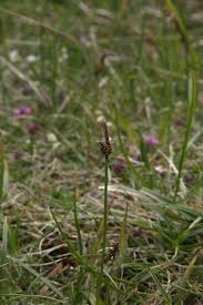 Attēlu rezultāti vaicājumam “Carex ericetorum”