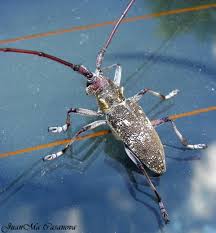 Attēlu rezultāti vaicājumam “Monochamus galloprovincialis”