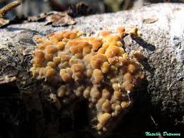 Attēlu rezultāti vaicājumam “Peniophora laurentii”