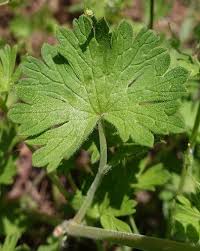 Attēlu rezultāti vaicājumam “Geranium pusillum leaf”