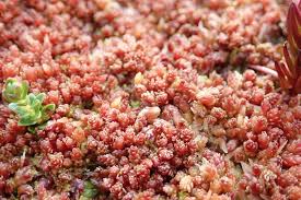 Attēlu rezultāti vaicājumam “Sphagnum magellanicum”