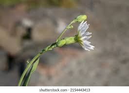 Attēlu rezultāti vaicājumam “Silene tatarica bud”