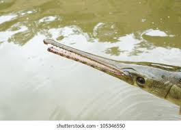 Image result for Lepisosteus osseus
