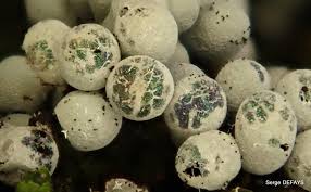 Attēlu rezultāti vaicājumam “Badhamia capsulifera”