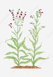 Attēlu rezultāti vaicājumam “Cynoglossum officinale”
