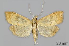 Attēlu rezultāti vaicājumam “Udea fulvalis”