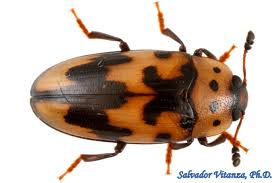 Attēlu rezultāti vaicājumam “Erotylidae”