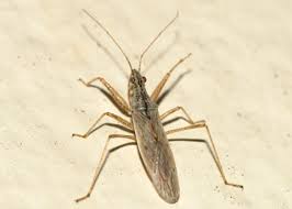 Attēlu rezultāti vaicājumam “Nabidae”