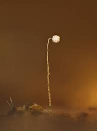 Attēlu rezultāti vaicājumam “Craterium aureum”