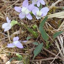 Attēlu rezultāti vaicājumam “Viola rupestris bud”