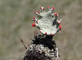 Attēlu rezultāti vaicājumam “Cladonia stygia”