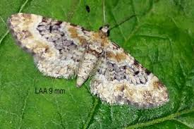 Attēlu rezultāti vaicājumam “Eupithecia sinuosaria”