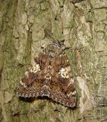 Attēlu rezultāti vaicājumam “Catocala sponsa”