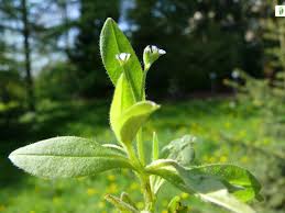 Attēlu rezultāti vaicājumam “Myosotis sparsiflora flower”