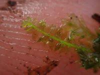 Attēlu rezultāti vaicājumam “Plagiothecium denticulatum”