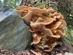 Attēlu rezultāti vaicājumam “Bondarzewia mesenterica”