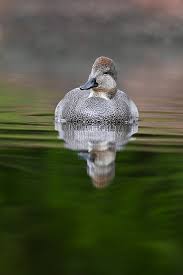 Attēlu rezultāti vaicājumam “Anas strepera”