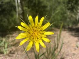 Attēlu rezultāti vaicājumam “Didymium xanthopus”