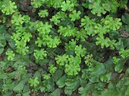 Image result for Marchantia polymorpha