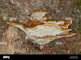 Attēlu rezultāti vaicājumam “Inonotus leporinus”