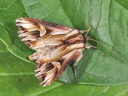 Attēlu rezultāti vaicājumam “Actinotia polyodon”