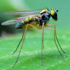 Attēlu rezultāti vaicājumam “Ptychoptera sp.”