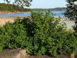 Attēlu rezultāti vaicājumam “Ribes spicatum”