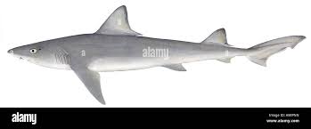 Image result for Mustelus