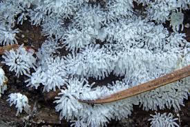 Attēlu rezultāti vaicājumam “Ceratiomyxa fruticulosa”