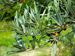 Attēlu rezultāti vaicājumam “Hippophae rhamnoides leaf”
