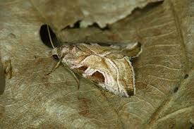 Attēlu rezultāti vaicājumam “Eucarta virgo”