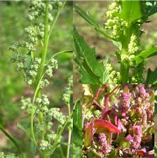 Attēlu rezultāti vaicājumam “Polygonaceae”