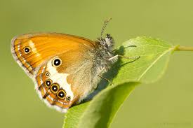 Attēlu rezultāti vaicājumam “Coenonympha arcania”