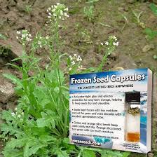 Attēlu rezultāti vaicājumam “Capsella bursa-pastoris”