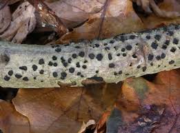 Attēlu rezultāti vaicājumam “Diatrype disciformis”