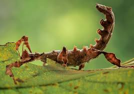 Attēlu rezultāti vaicājumam “Comatricha alta stalked”