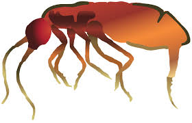 Attēlu rezultāti vaicājumam “Collembola”