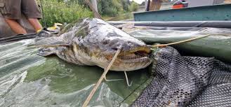 Image result for Silurus glanis