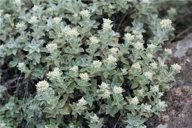 Image result for Helichrysum lindleyii