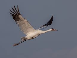 Attēlu rezultāti vaicājumam “Gruiformes”